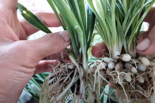 Loại cây trồng trong nhà dễ chăm sóc, nhiều công dụng, giúp ngủ ngon