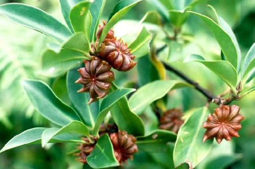 Loài hoa vô cùng quý hiếm trên thế giới có mặt ở Việt Nam