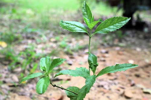 Loài cây mọc hoang ở Việt Nam trị bệnh gout cực tốt