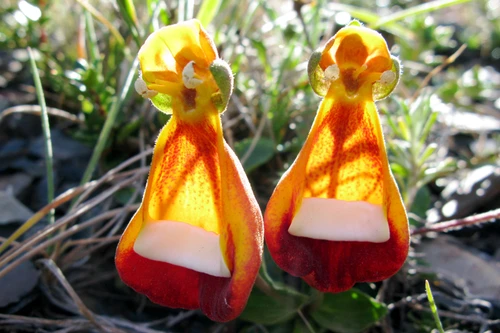 Loài hoa kỳ dị như người ngoài hành tinh