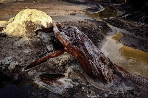 Loài cây cổ thụ nhất thế giới được mệnh danh là "chúa tể các loài cây"