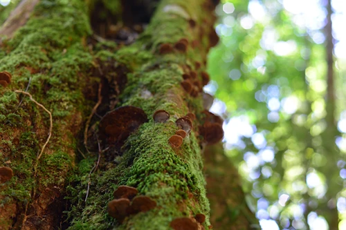 Loài cây quý, chỉ có duy nhất ở Việt Nam