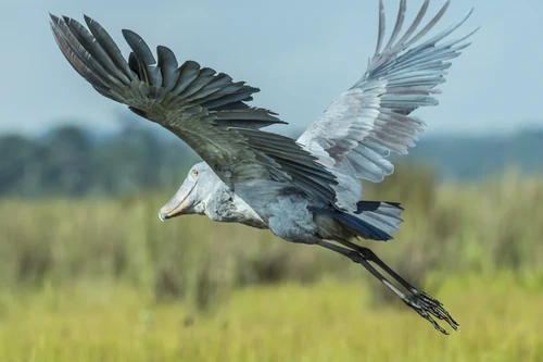 Loài chim chuyên tàn sát đồng loại khi còn “đỏ hỏn”