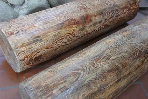 Cây báu vật của Việt Nam, được bảo vệ nghiêm ngặt