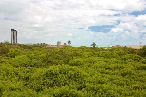 Cây điều khổng lồ, tán lá phủ hơn 8.000m2 như một khu rừng