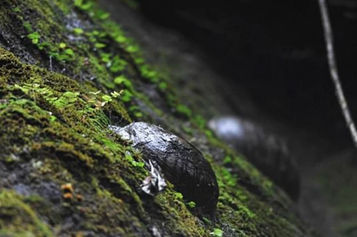 Bí ẩn vách núi 30 năm lại sinh một quả trứng đá