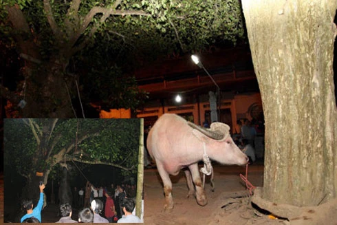 Yêu cầu chấm dứt nghi thức thắt cổ trâu ở Lễ hội đền Đông Cuông