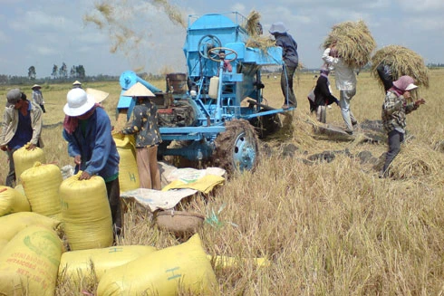 Gạo thế giới tồn kho, gây khó cho xuất khẩu