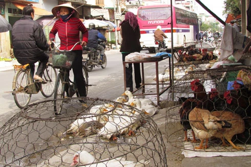Lo ngại cúm gia cầm bùng phát khi gà lậu "vượt biên"