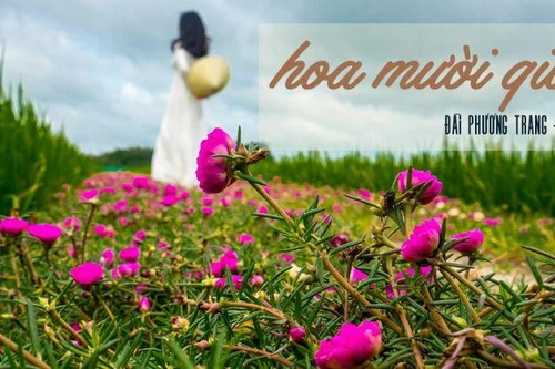 Nhạc sĩ Đài Phương Trang hé lộ bí mật về ca khúc “Hoa mười giờ”