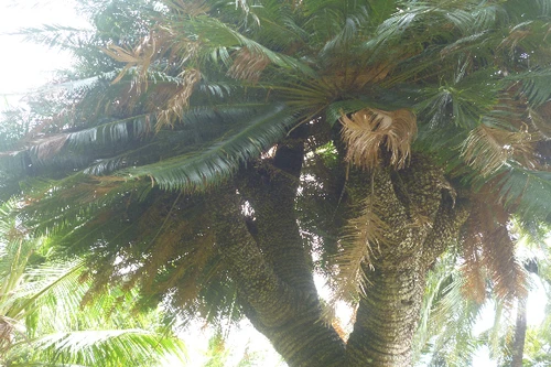 Kỳ lạ: Cổ thụ thiên tuế 200 tuổi có chín ngọn trổ ra chín hoa thơm ngát