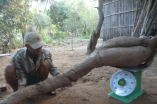 Nông dân đào giếng trúng củ khoai mì “khổng lồ” nặng 60kg