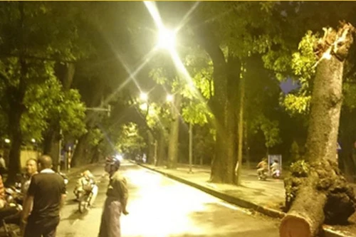 Cây xà cừ cổ thụ bất ngờ gãy ngang thân trên đường Hoàng Diệu 