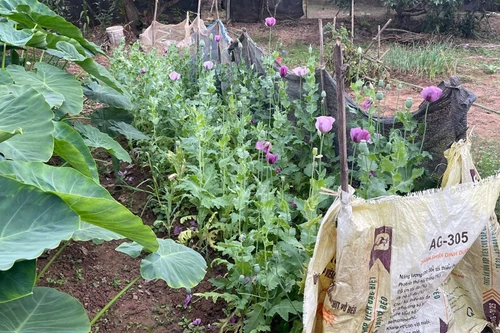 Phát hiện gần 600 cây thuốc phiện trong vườn của gia đình