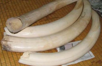Khám xét nơi ở đối tượng vận chuyển trái phép ngà voi Châu Phi