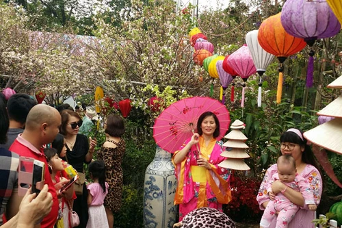 [Ảnh] Người dân Hà Nội chen chân chụp ảnh bên hoa anh đào Nhật Bản