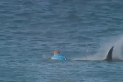 Hú hồn đang thi lướt sóng thì gặp cá mập