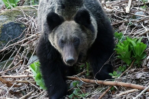 Lại xảy ra vụ gấu tấn công người dân ở Nhật Bản