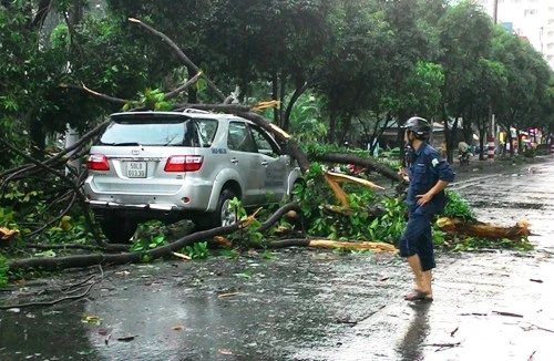 TP.HCM “hỗn loạn” bởi hàng loạt cây xanh bật gốc, đổ trong chiều mưa