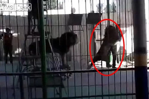 Khoảnh khắc kinh hoàng khi sư tử vồ chết huấn luyện viên