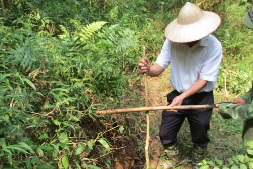 Nứt nghiêm trọng trên núi Ba Vì