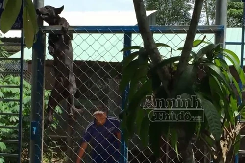 Clip: Trong nháy mắt, chó Phú Quốc phóng qua hàng rào cao 2,1m