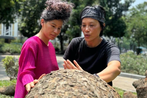 "Hồi sinh" cây xà cừ hơn 70 năm tuổi bị bão Yagi quật ngã tại vườn hoa Cổ Tân