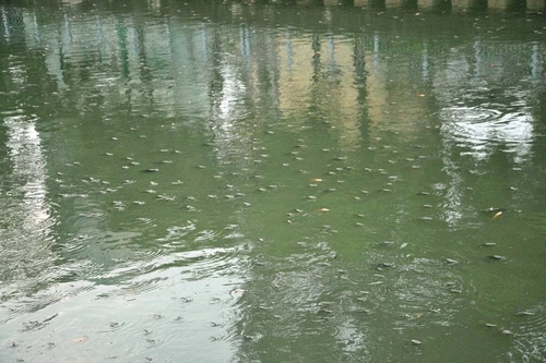 Hàng triệu con cá nổi dày đặc trên kênh Nhiêu Lộc – Thị Nghè