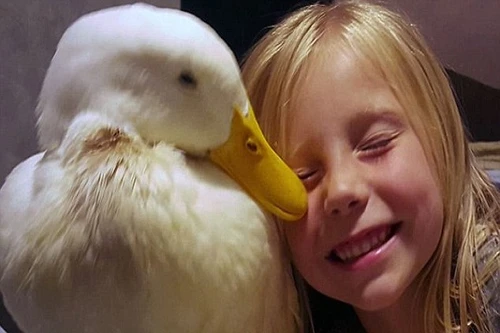 Ngưỡng mộ tình bạn tuyệt vời giữa cô bé 5 tuổi và chú vịt trắng