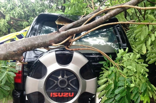 Cây xanh ngã đè 3 ô tô trong cơn mưa lớn