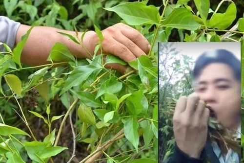 Người đàn ông ăn lá ngón tự tử vì bị ngăn cản không cho lấy vợ hai