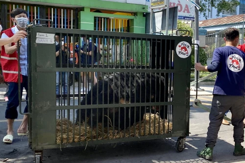 9 con gấu ngựa được ‘chuyển khẩu’ từ Bình Dương ra Ninh Bình