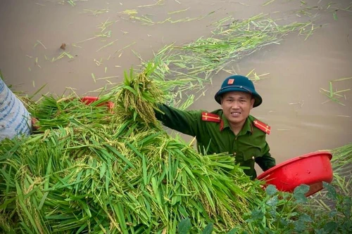 Chiến sỹ Công an Hà Nội ngâm nước giúp người dân cứu lúa