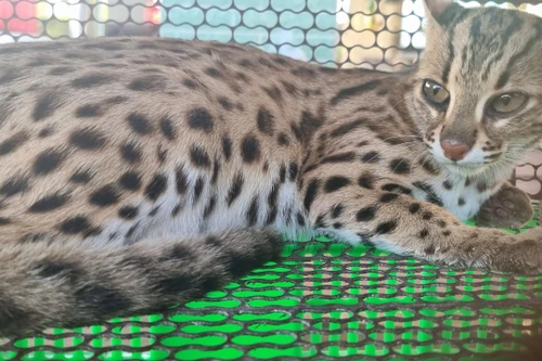 Đối tượng chuyên mua bán động vật hoang dã qua mạng xã hội ‘sa lưới’