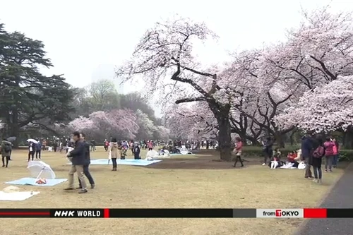 Công viên ở Tokyo chật kín khách ngắm hoa anh đào 