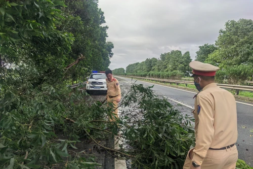 Xử lý cây đổ do mưa lớn, kịp thời đảm bảo an toàn trên cao tốc Pháp Vân – Cầu Giẽ