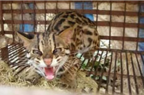 Gã “xe ôm” và chuyên án mang bí số 413M