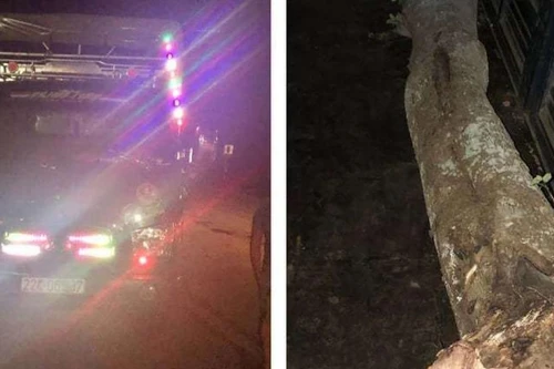 Đi sai lộ trình luồng xanh, lái xe tải chở thêm gỗ sưa đỏ bị xử lý