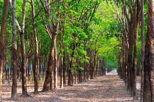 Điều tra vụ "giang hồ" thao túng phiên đấu giá lô cao su trị giá gần 50 tỷ đồng