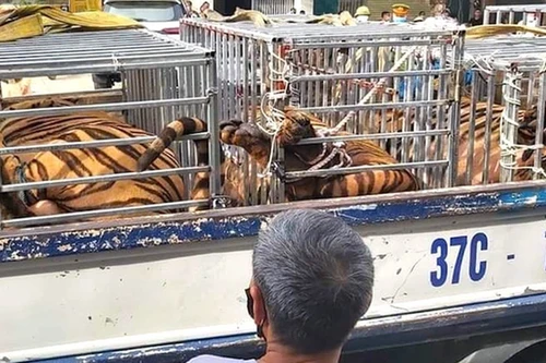 Nuôi nhốt hổ trái phép có thể bị phạt tù tới 15 năm, phạt tiền tới 15 tỷ đồng