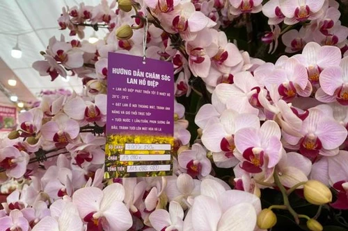 Những chậu lan Hồ Điệp "khủng" giá trăm triệu đồng vẫn hút khách
