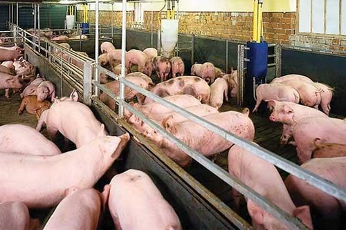 Từ 20-4: Phạt tới 160 triệu đồng với tổ chức sử dụng chất cấm trong chăn nuôi