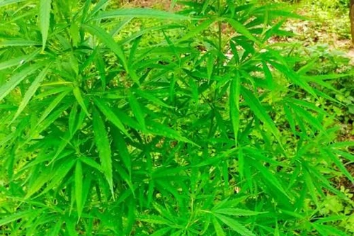 Người nước ngoài trồng, tàng trữ cần sa khô sẽ bị xử lý ra sao?