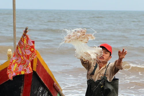 Ra khơi mùa sứa biển