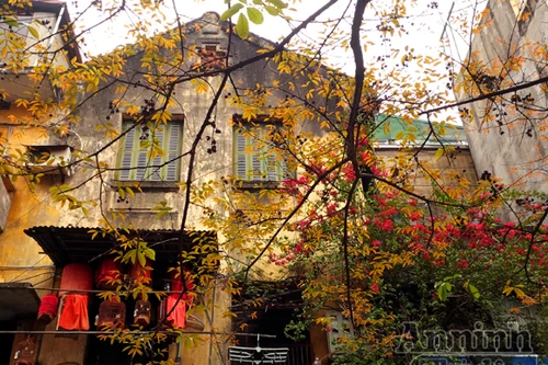 “Bóng tịch dương” trên những ô cửa sổ ở 36 phố phường