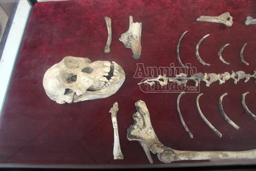 Phát hiện bộ xương khổng lồ trong hang núi Sáng (1)