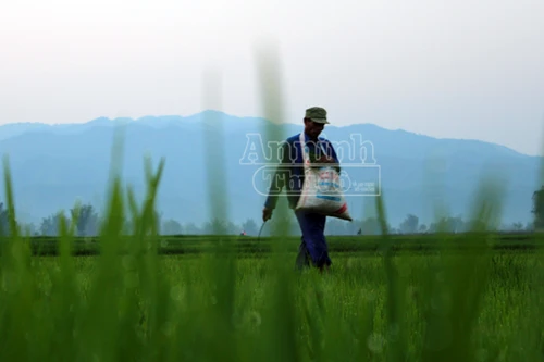 Bài 8: Thơm mùi lúa đương thì con gái trên thảm xanh Mường Trời