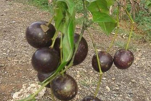 Ba cháu bé tử vong do ăn quả dại trên rừng