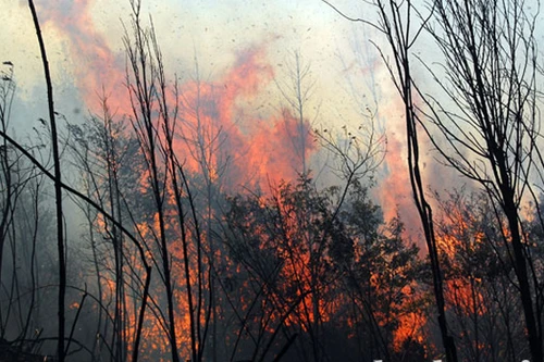 Hàng trăm người ngủ lại rừng Hoàng Liên để chữa cháy