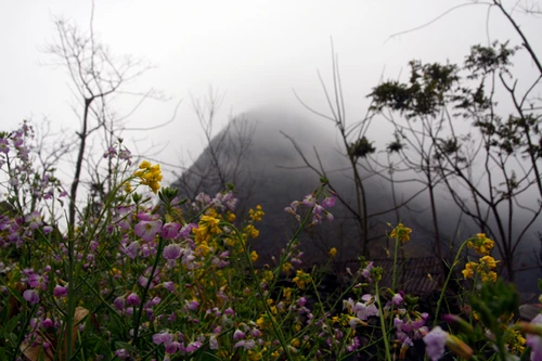 Giữa mùa xuân hoa nở đỏ thắm biên cương